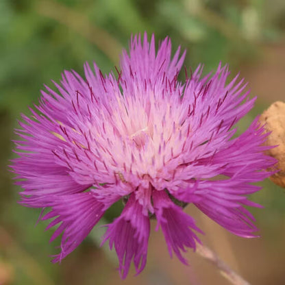 Sweet Sultan Pink Seeds - Flower Plant For Home Gardens