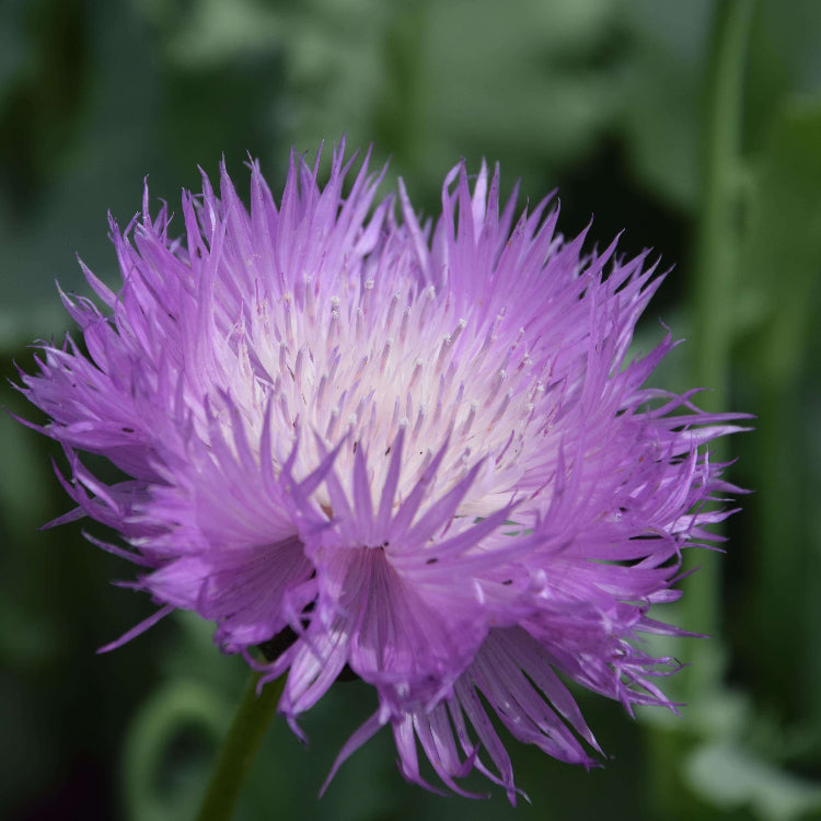 Sweet Sultan Purple Seeds  - Flower Plant for Home Gardens