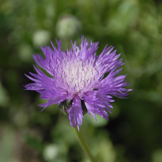 Sweet Sultan Purple Seeds  - Flower Plant for Home Gardens