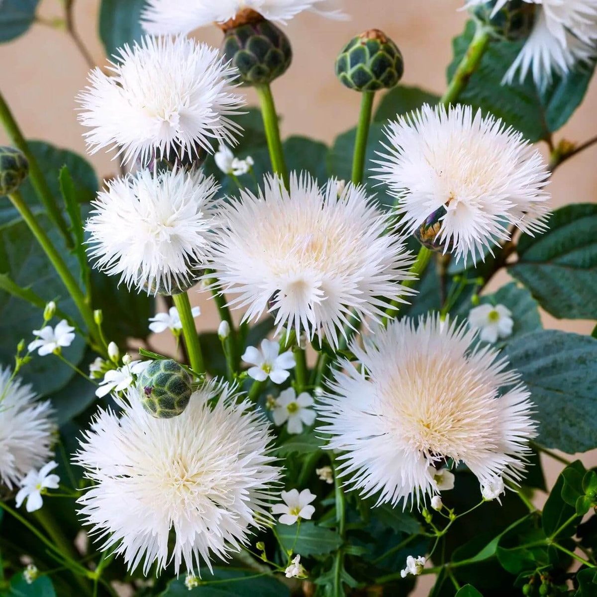 Sweet Sultan White Seeds - Flower Plant