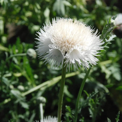 Sweet Sultan White Seeds - Flower Plant
