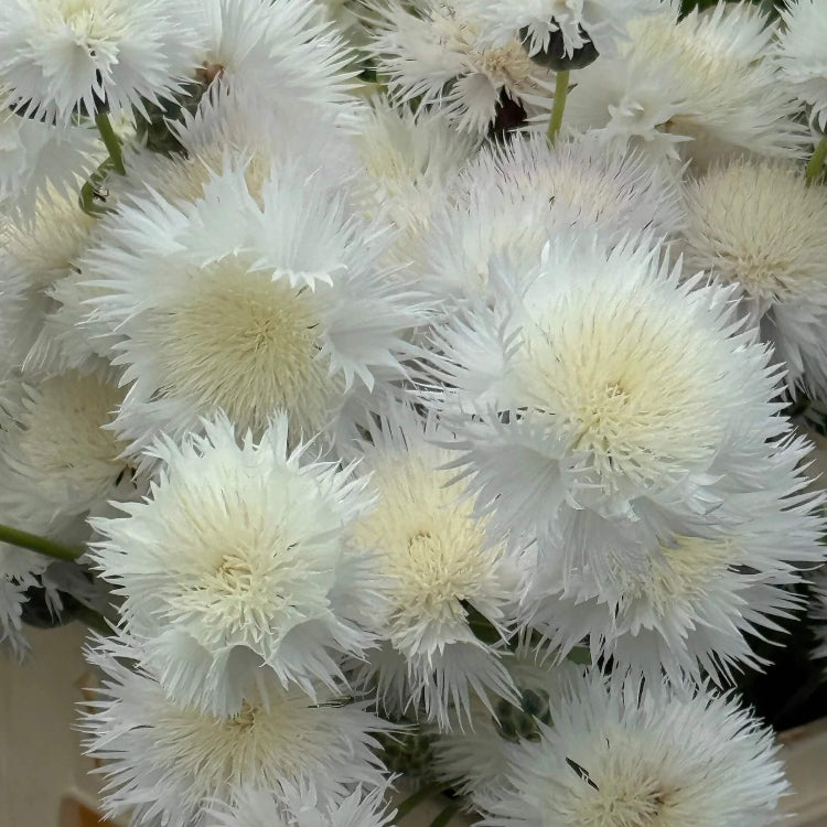 Sweet Sultan White Seeds - Flower Plant