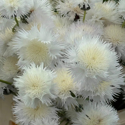Sweet Sultan White Seeds - Flower Plant