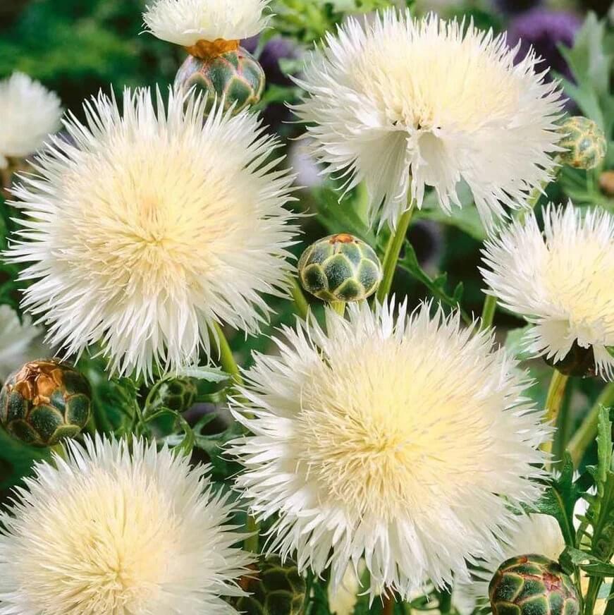 Sweet Sultan White Seeds - Flower Plant