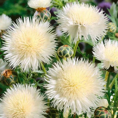 Sweet Sultan White Seeds - Flower Plant