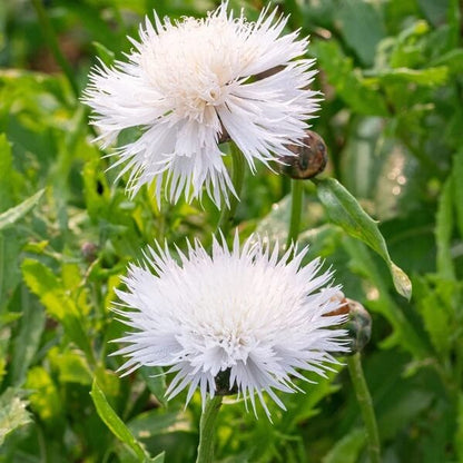 Sweet Sultan White Seeds - Flower Plant