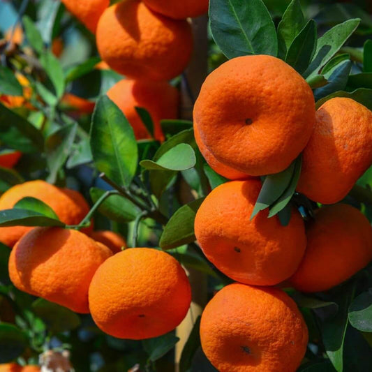 Sweet Tangerine Seeds - Fruit Plant for Home Gardens