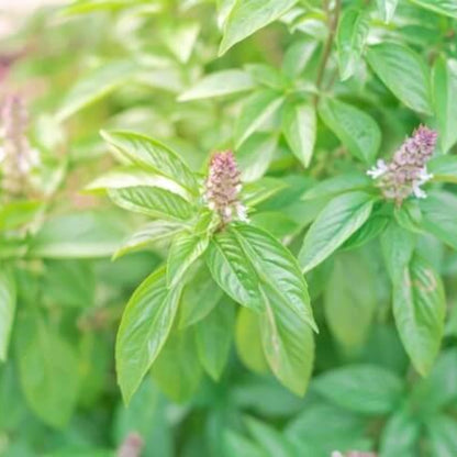 Sweet Thai Basil Seeds - Herbal Plant