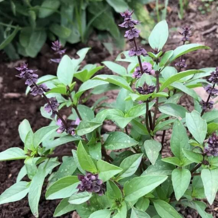Sweet Thai Basil Seeds - Herbal Plant