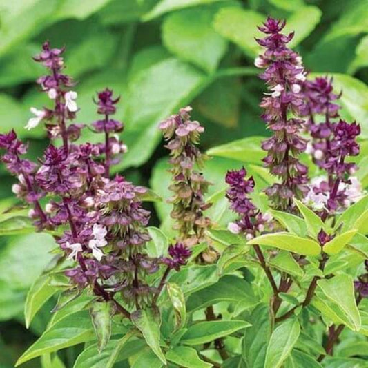 Sweet Thai Basil Seeds - Herbal Plant