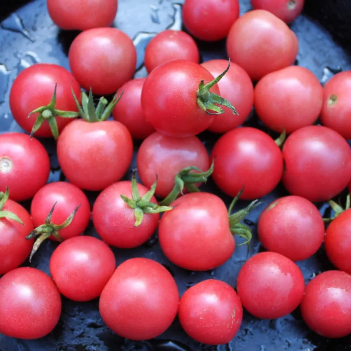 Sweet Tomato Seeds 
