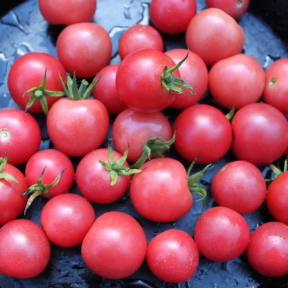 Sweet Tomato Seeds 