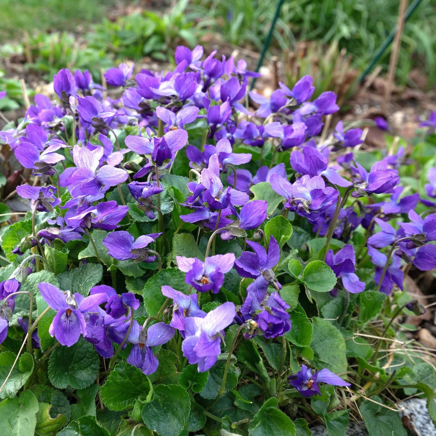Sweet Violet Seeds