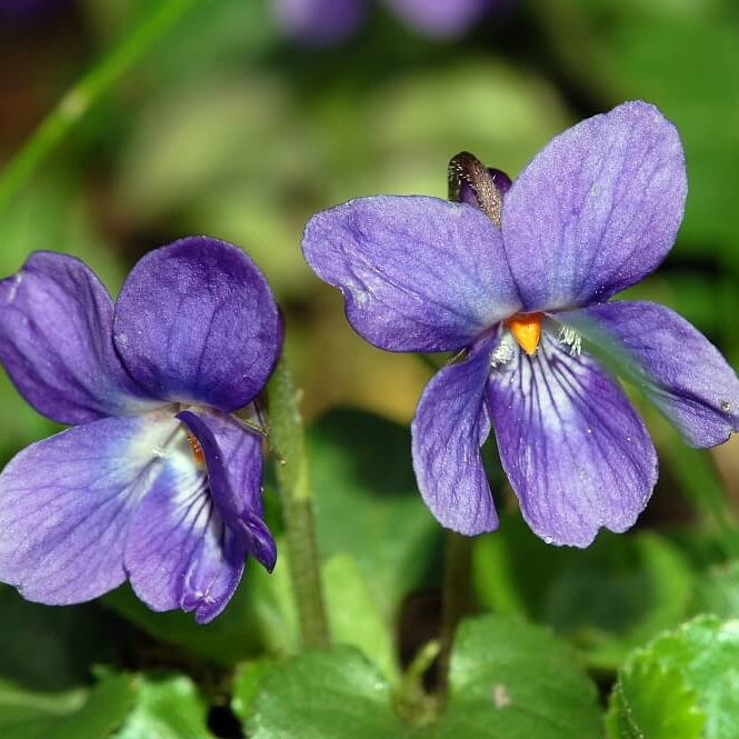 Sweet Violet Seeds