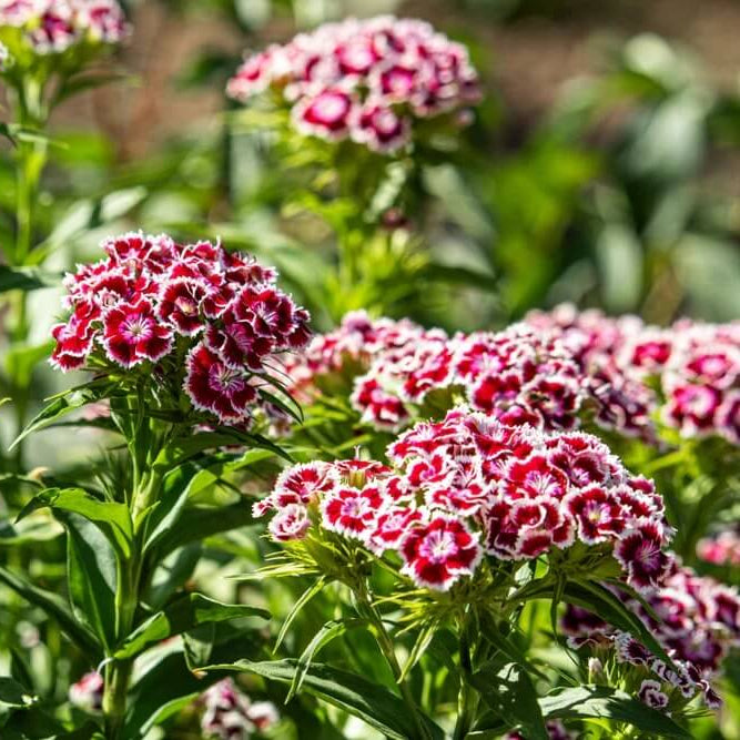 Sweet William Dianthus Seeds - Flower Plant