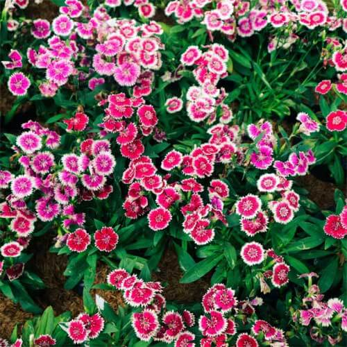 Sweet William Dianthus Seeds - Flower Plant