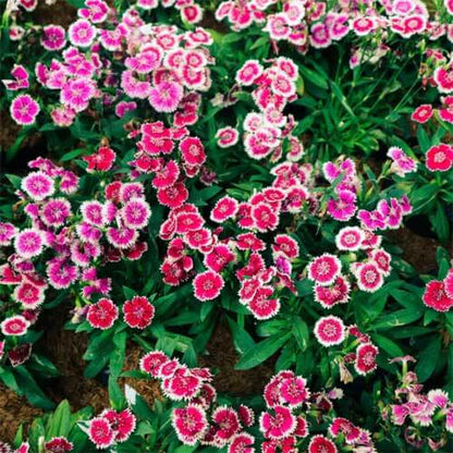 Sweet William Dianthus Seeds - Flower Plant