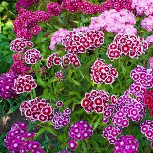 Sweet William Dianthus Seeds - Flower Plant