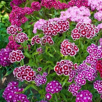 Sweet William Dianthus Seeds - Flower Plant