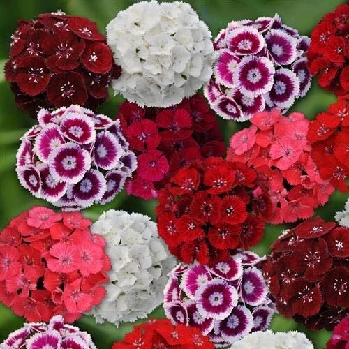 Sweet William Seeds - Flower Plant