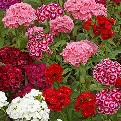 Sweet William Seeds - Flower Plant