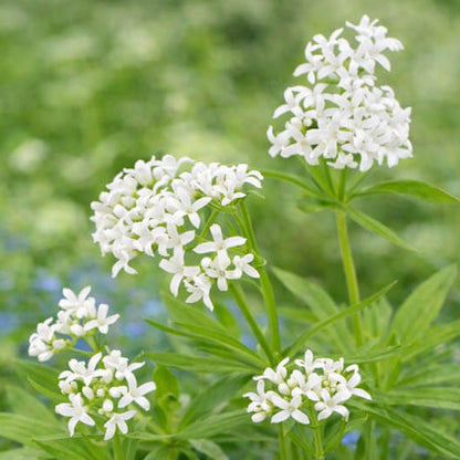 Sweet Woodruff Seeds