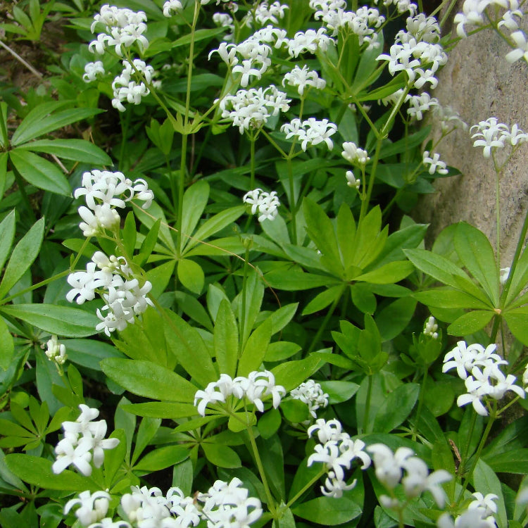 Sweet Woodruff Seeds