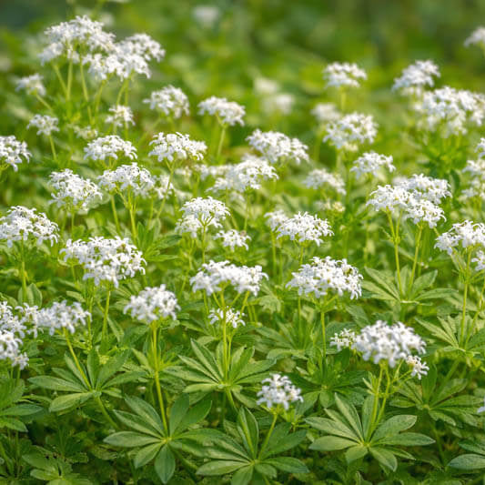 Sweet Woodruff Seeds