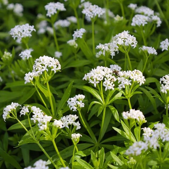 Sweet Woodruff Seeds