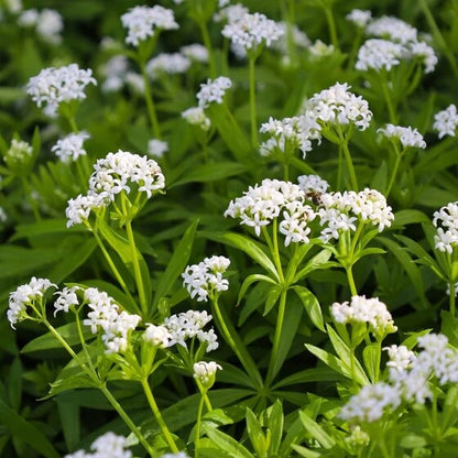 Sweet Woodruff Seeds