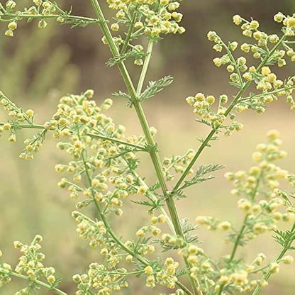 Sweet Wormwood Artemisia Annua Seeds