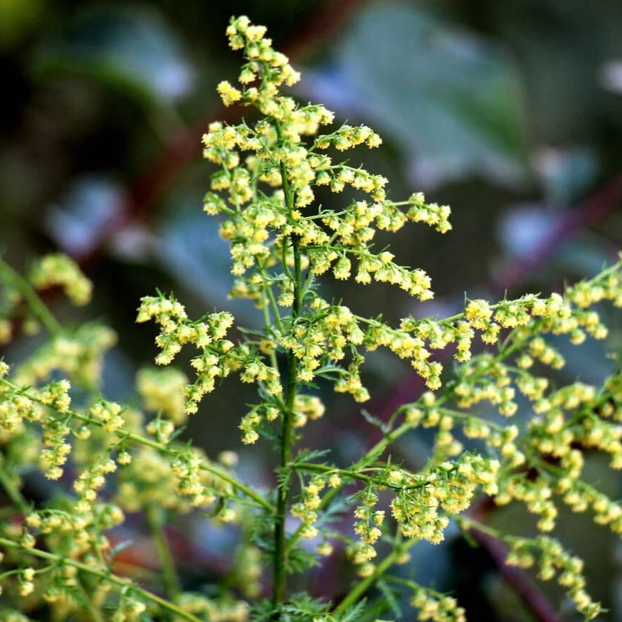 Sweet Wormwood Artemisia Annua Seeds