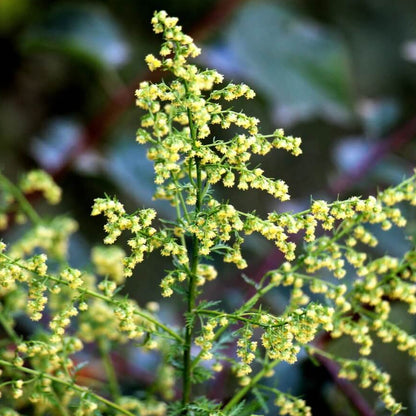 Sweet Wormwood Artemisia Annua Seeds