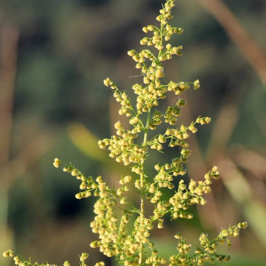 Sweet Wormwood Artemisia Annua Seeds