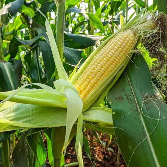 Sweet corn seeds - Vegetable Plant