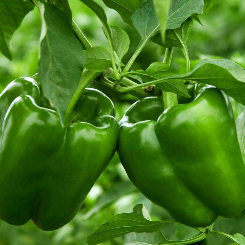 Sweet pepper seeds - Vegetable Plant