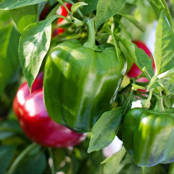 Sweet pepper seeds - Vegetable Plant