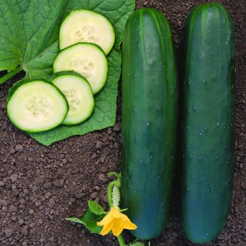 Sweet slice cucumber seeds - Vegetable Plant