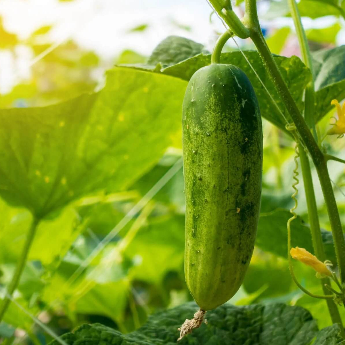 Sweet success cucumber seeds - Vegetable Plant