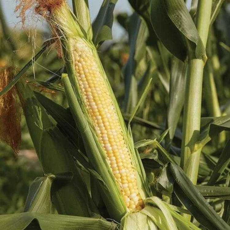 Sweetness Sweet Corn Seeds - Heirloom Vegetable Plant for Home Gardens