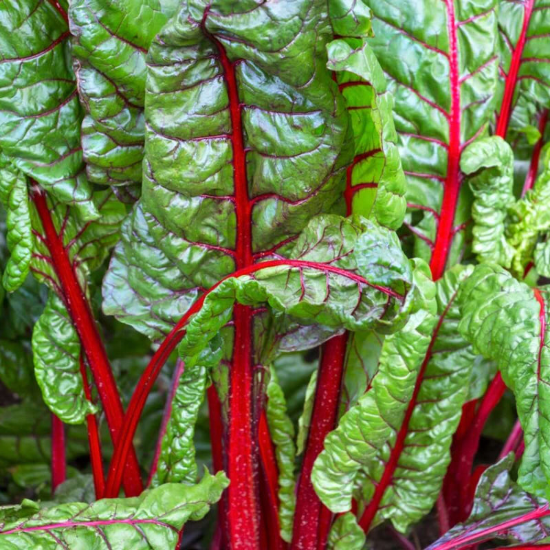 Swiss Chard Seeds