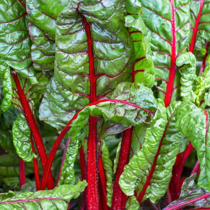 Swiss Chard Seeds