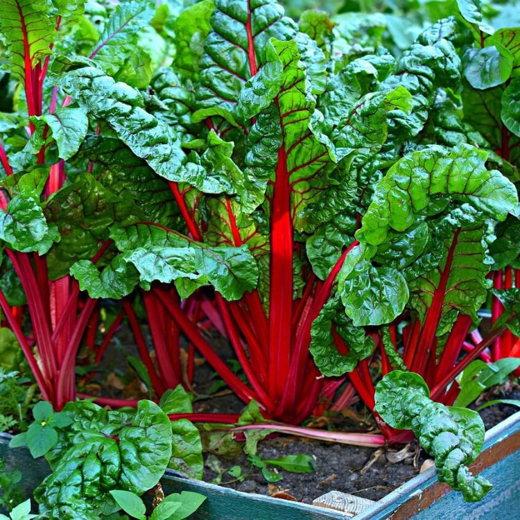 Swiss Chard Seeds