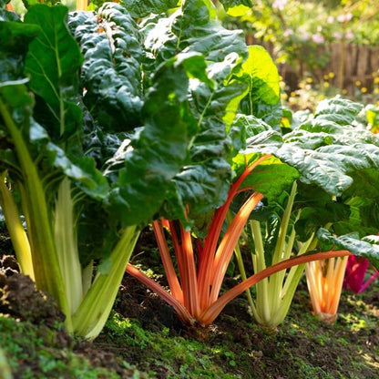 Swiss Chard Seeds