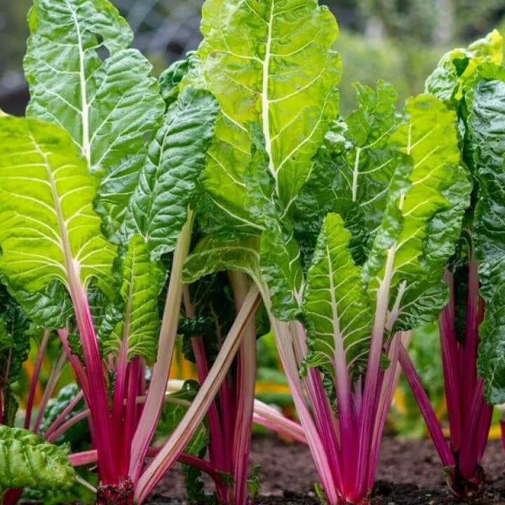 Swiss Chard Seeds