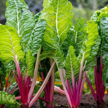 Swiss Chard Seeds