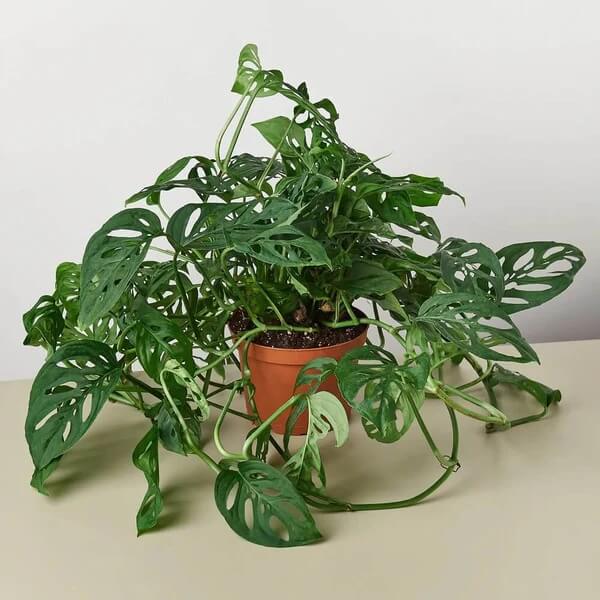Swiss Cheese Vine Seeds
