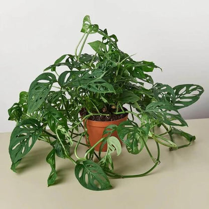 Swiss Cheese Vine Seeds
