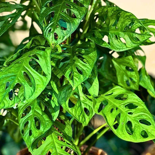 Swiss Cheese Vine Seeds - Tropical Ornamental Houseplant Seeds for Planting