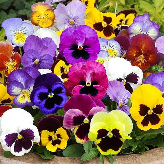 Swiss Giants Pansy Seeds